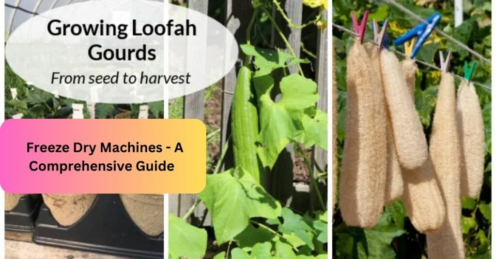 Loofah - A Complete Guide!