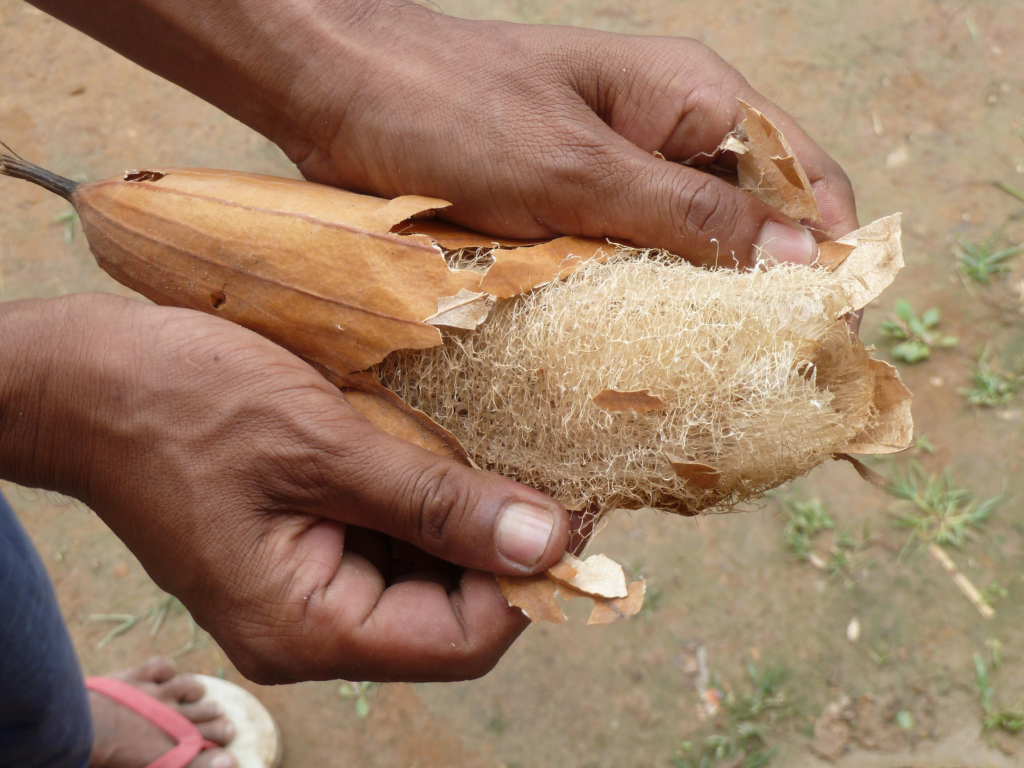 Benefits of Using Loofah: