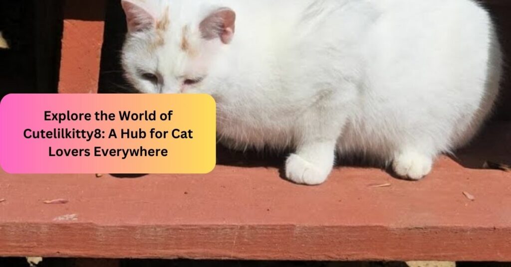 Explore the World of Cutelilkitty8 A Hub for Cat Lovers Everywhere